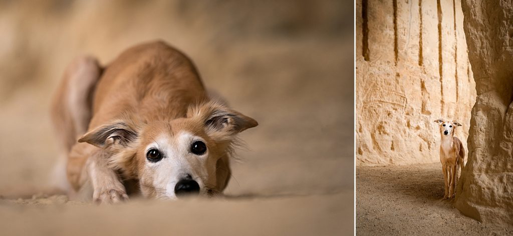 Whippet-CobyNiesfotografie
