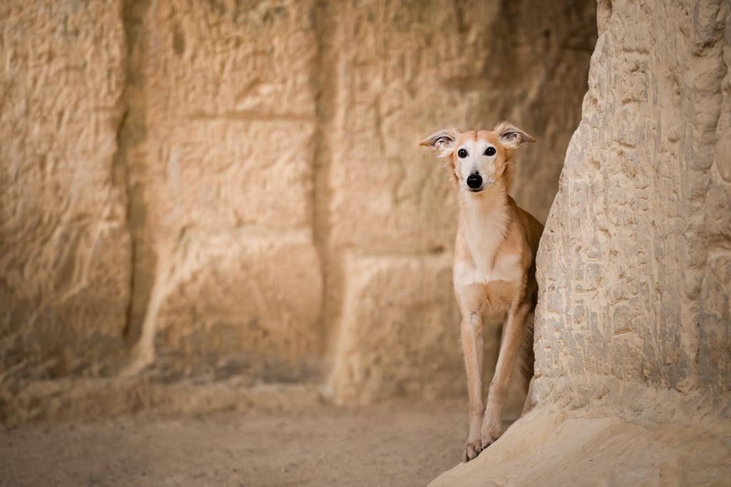 Hondenfotoshoot - CobyNiesfotografie