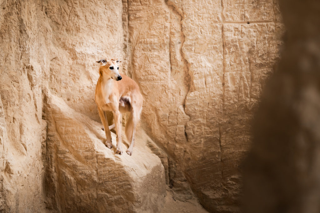 Hondenfotoshoot - CobyNiesfotografie