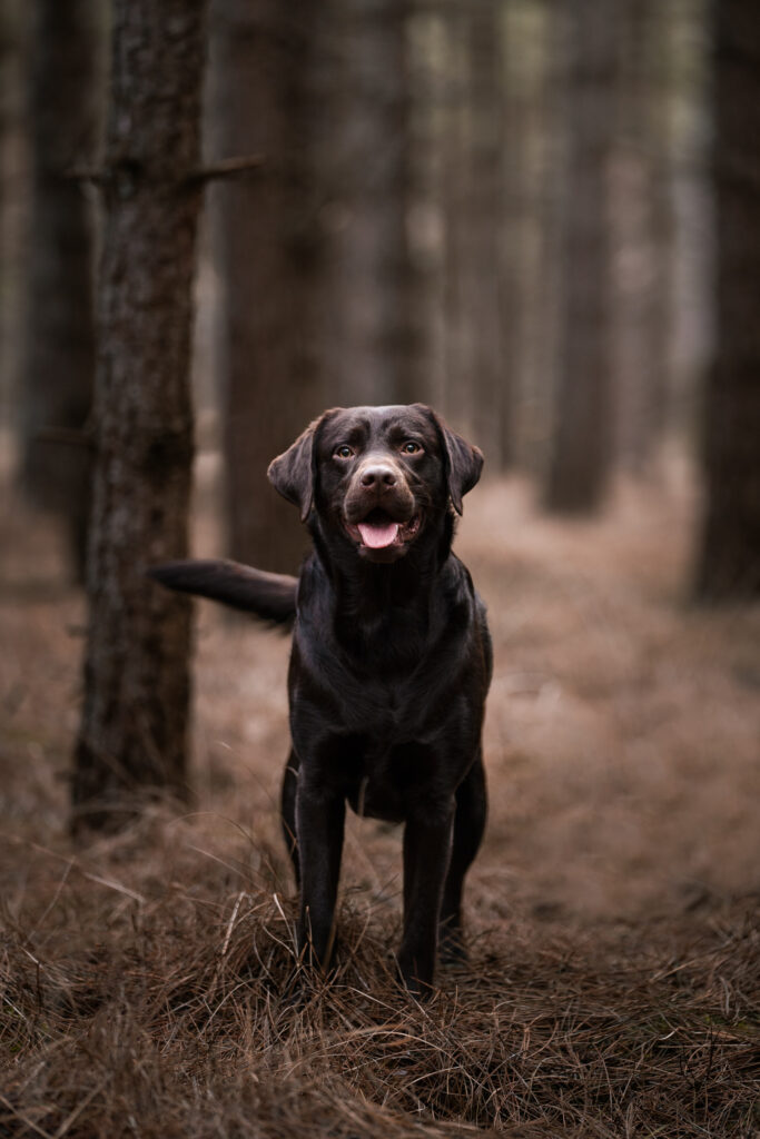 Labrador fotoshoot Tips voor jouw hondenfotoshoot