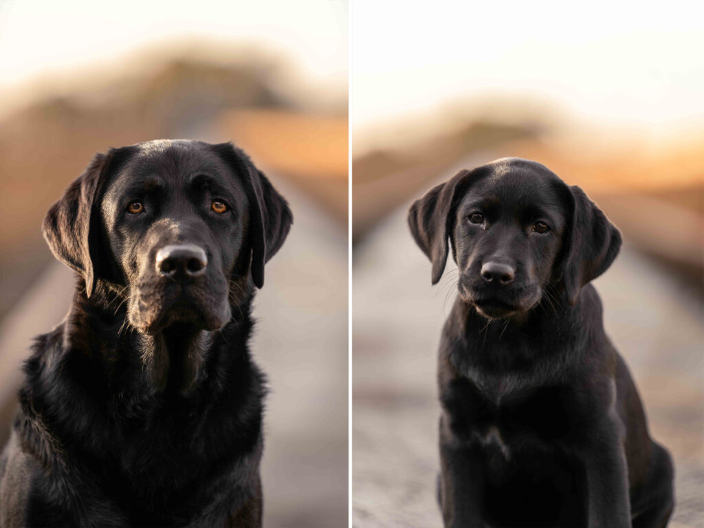 Honden fotoshoot in Limburg en Brabant