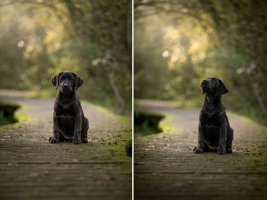 Puppy fotoshoot Limburg
