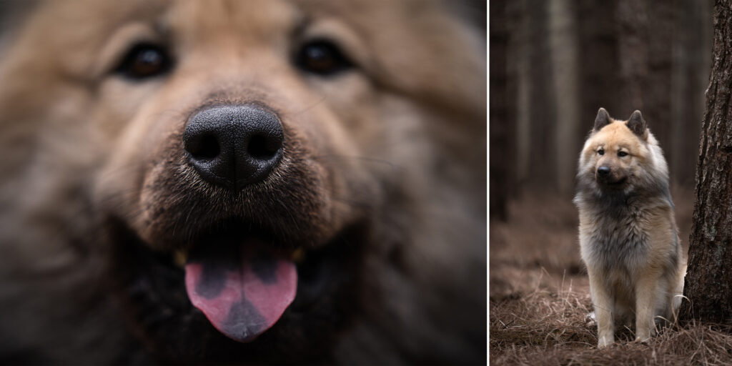 Hondenfotosessie Limburg in het naaldbomen bos