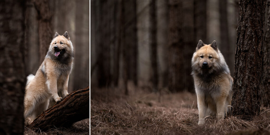 Honden fotograaf Maastricht
