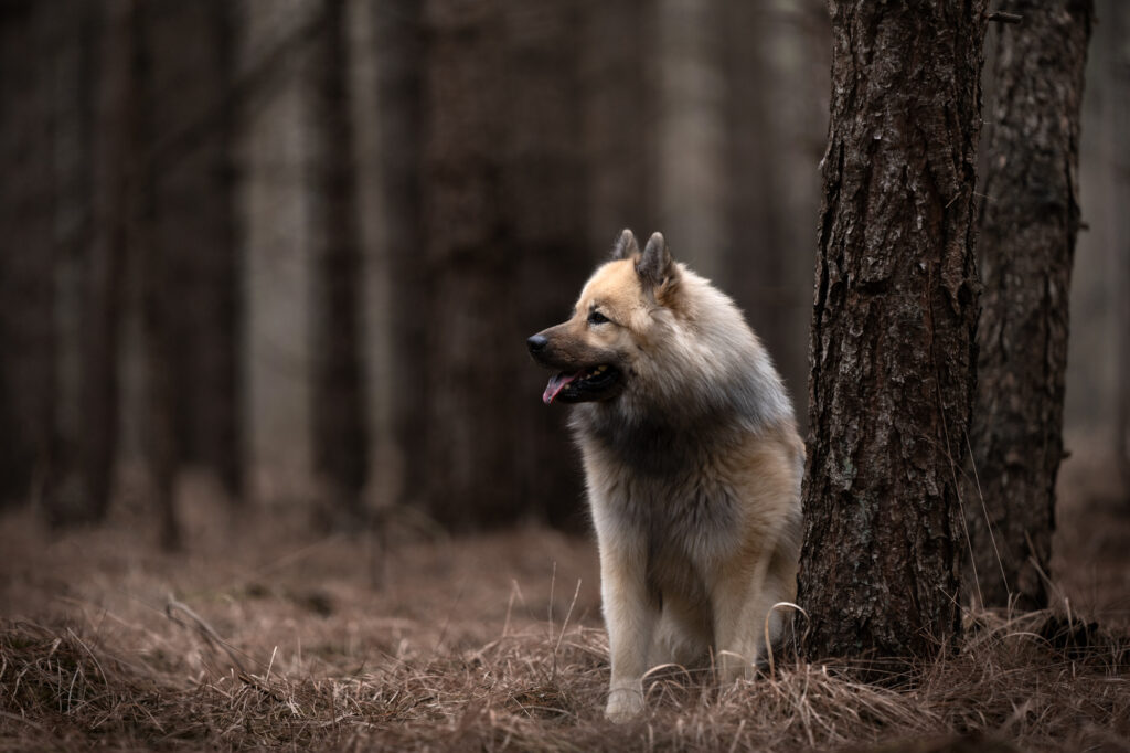 Honden fotoshoot in Limburg