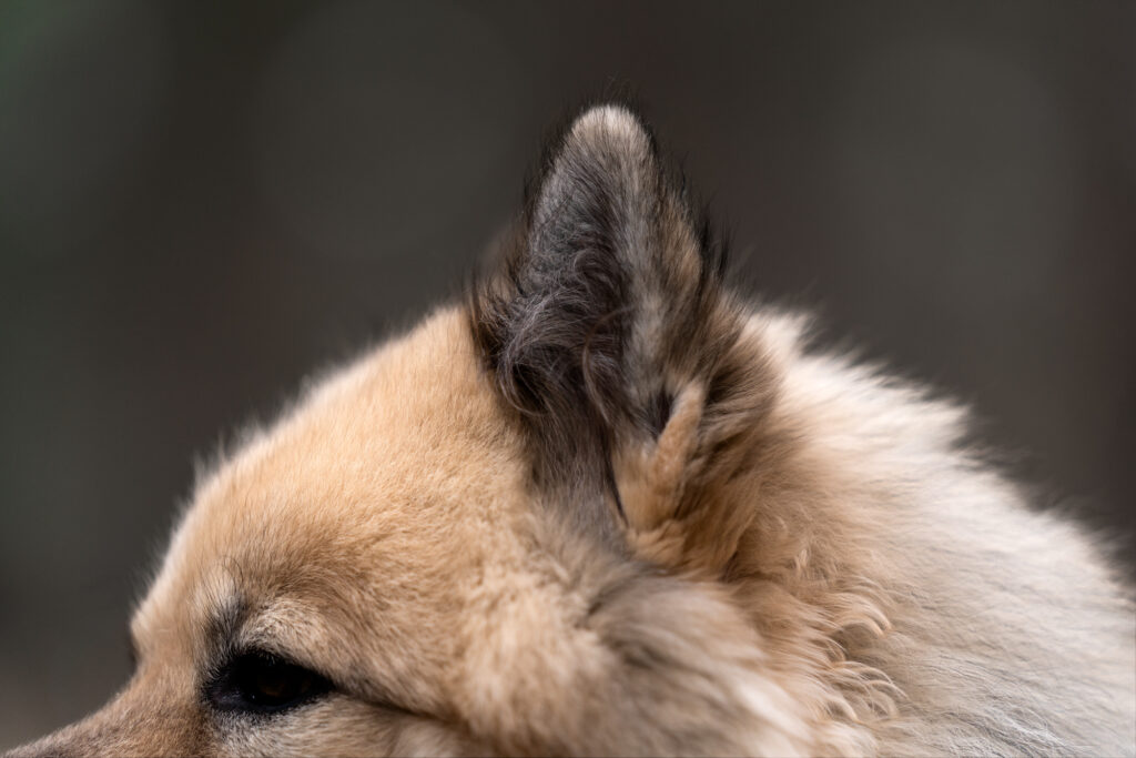 Hondengrafie Limburg