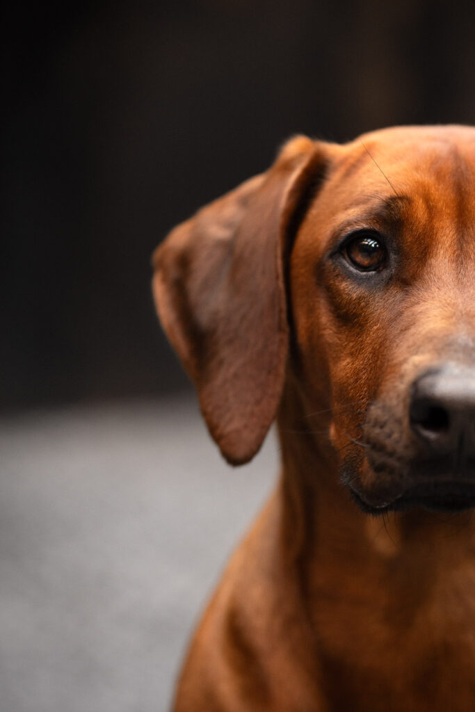 Hondenfotografie Limburg