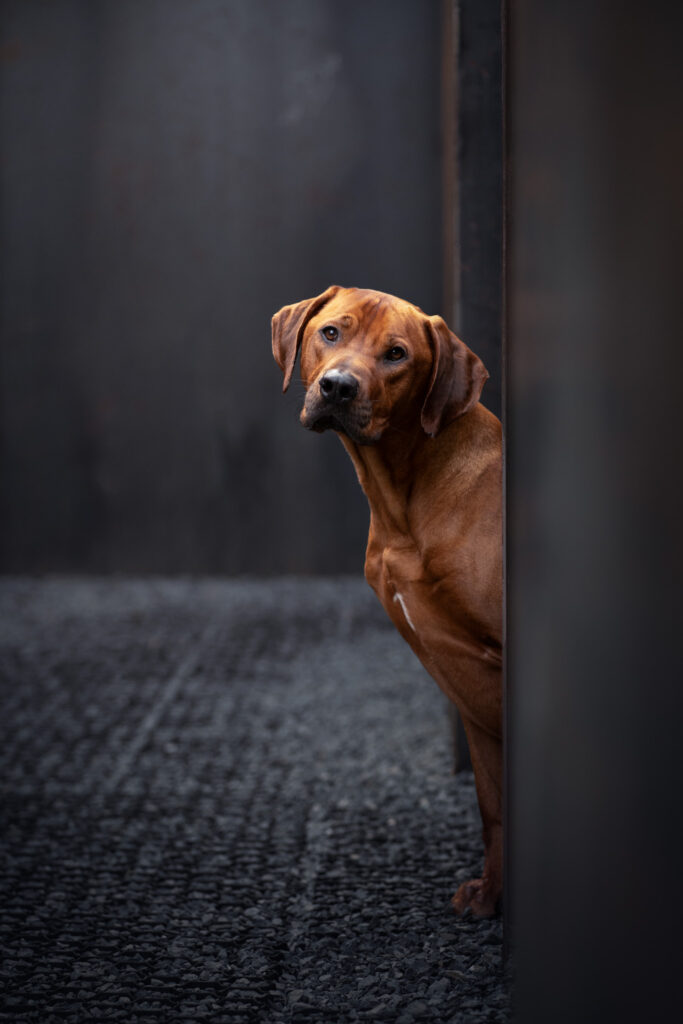 Portret fotoshoot hond